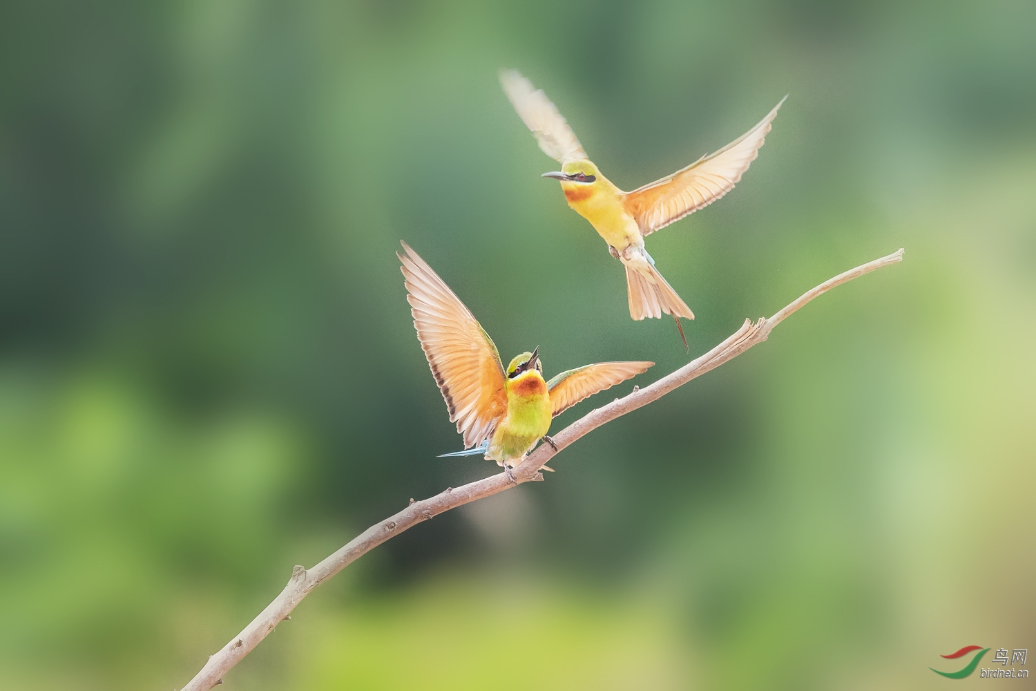 �����仢  27 20190617.JPG