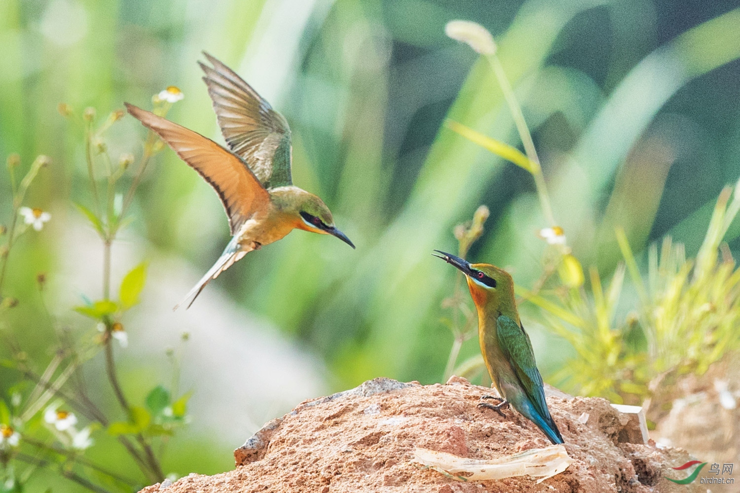 �����仢  30 20190617.JPG