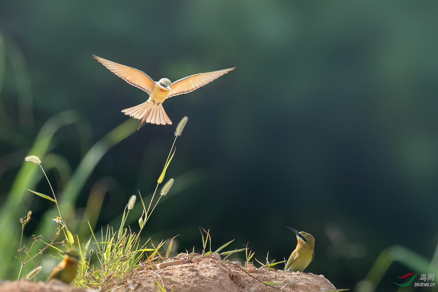 �����仢  31 20190617.JPG