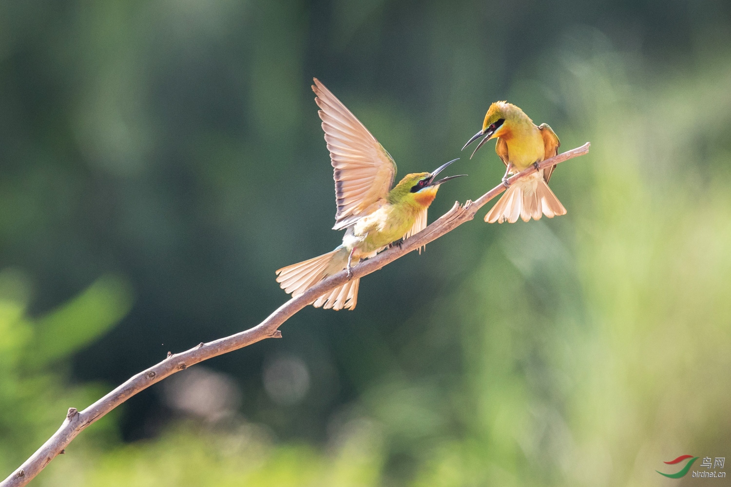 �����仢  34 20190617.JPG