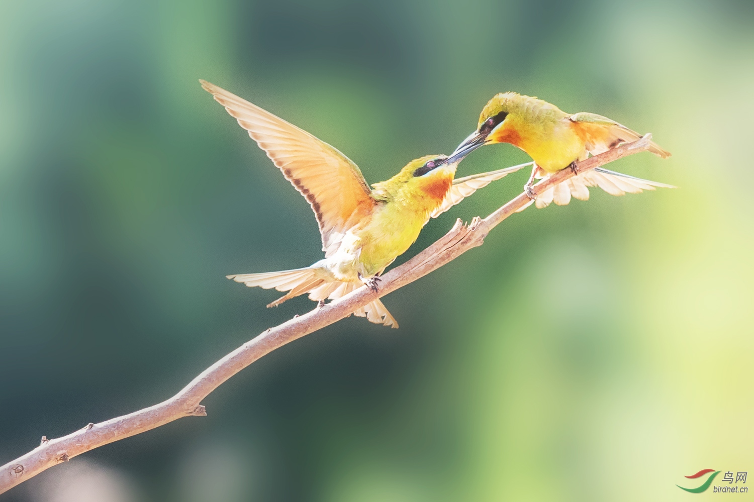 �����仢  35 20190617.JPG