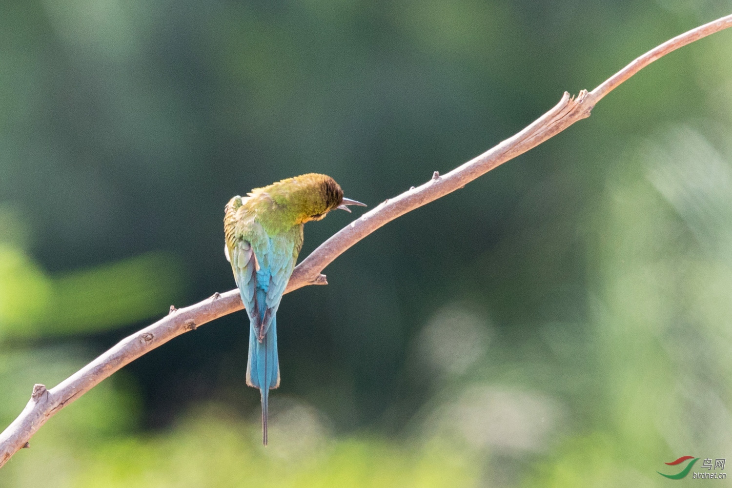 �����仢  36 20190617.JPG