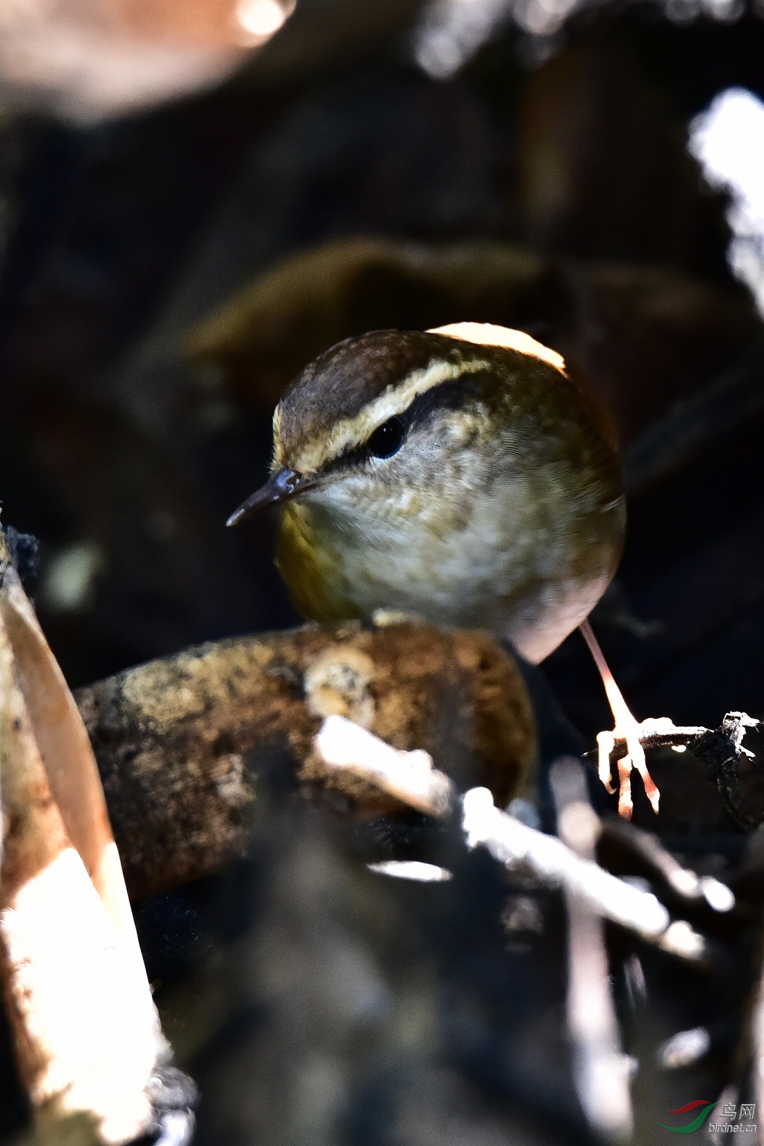 DSC_0413.JPG