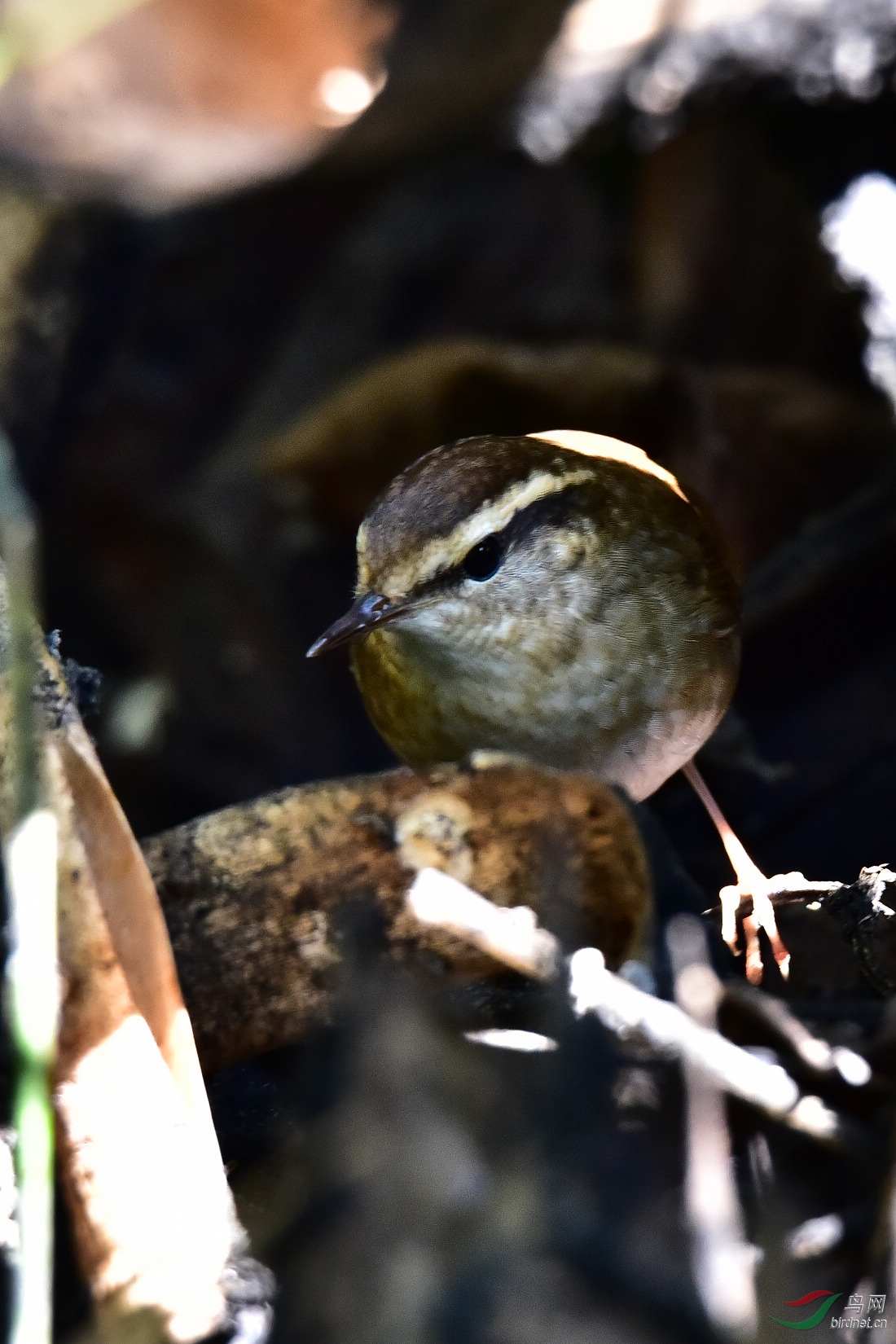 DSC_0414.JPG