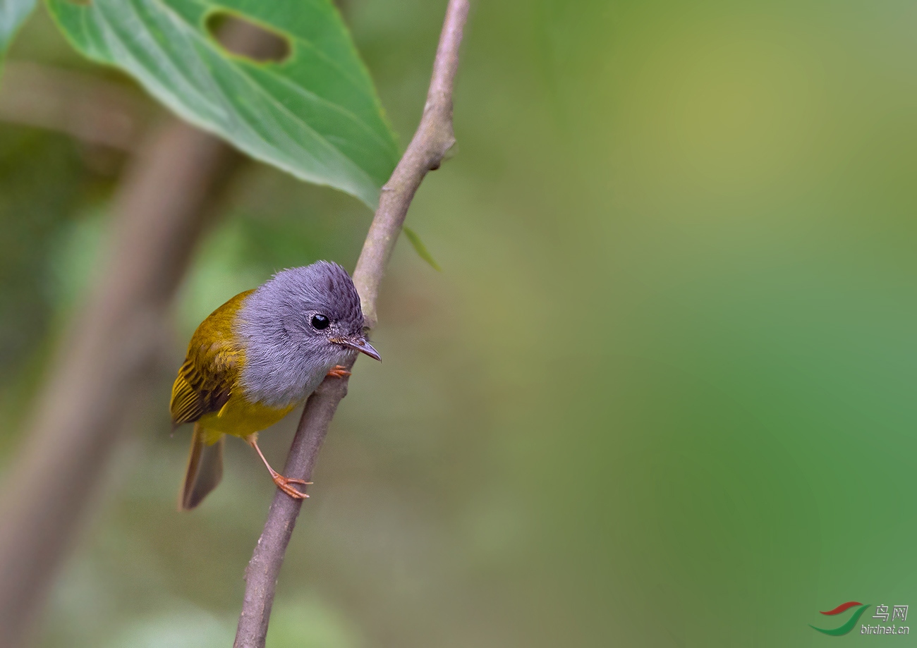 DSC_7074.jpg