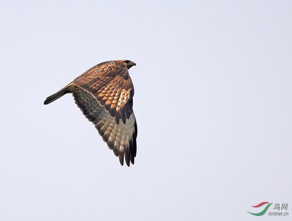 DSC_0284-1-1.jpg