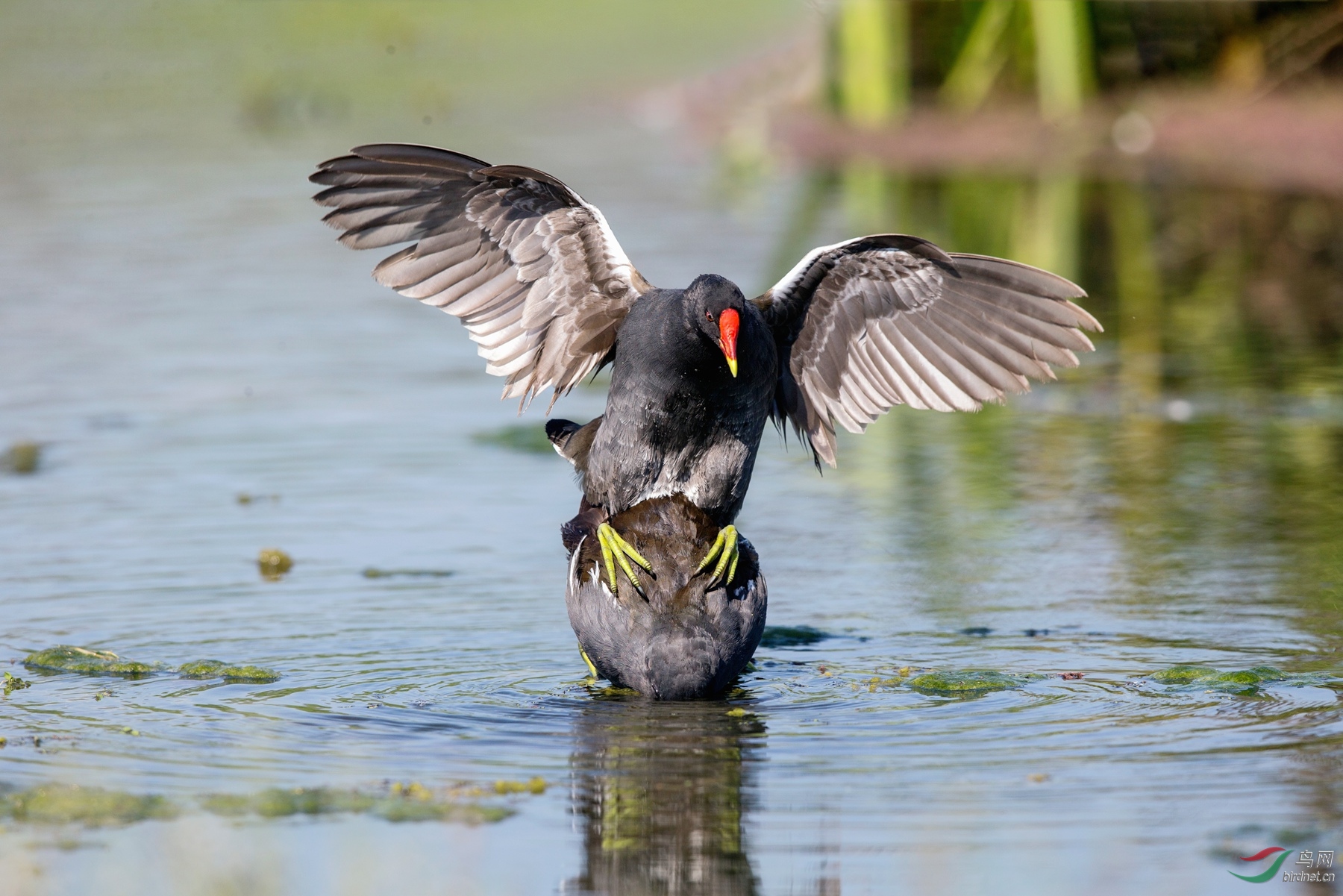 BW4Q5717 - ���� - ����.jpg