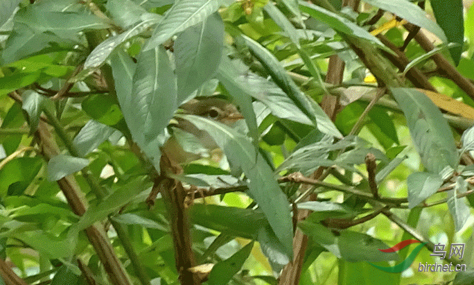 DSC00596e.gif