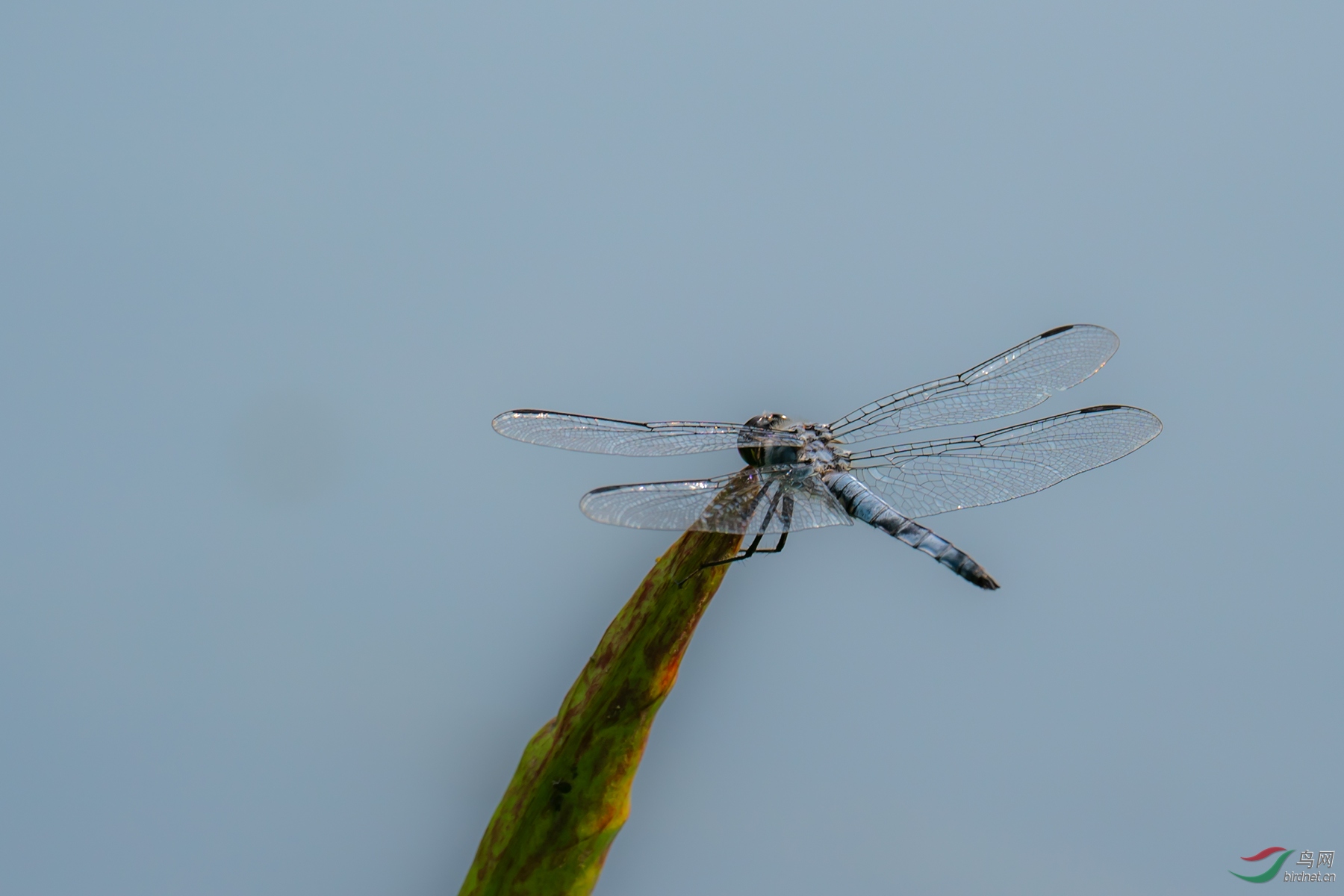 _DSC9518.jpg