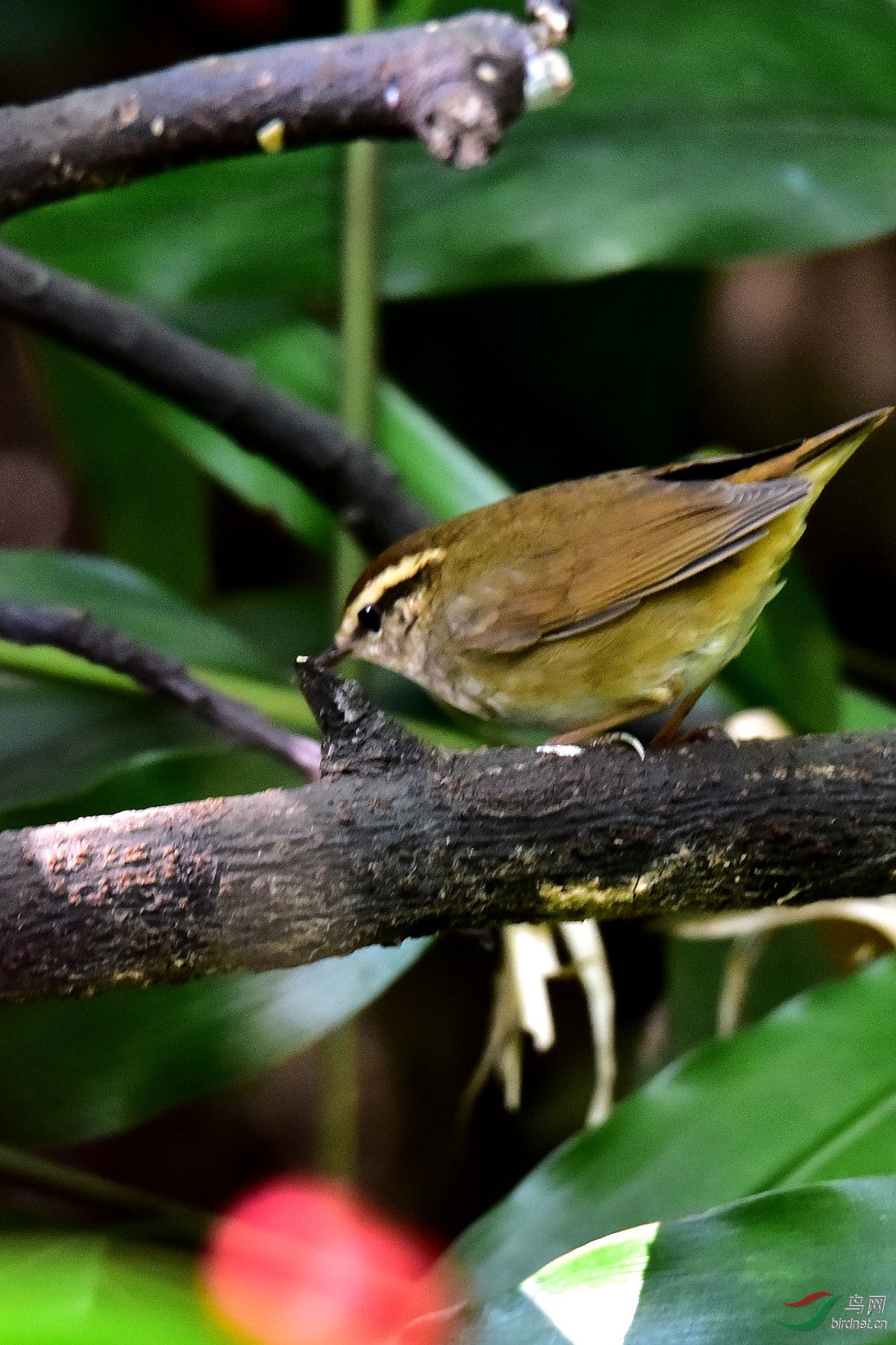DSC_0419.JPG
