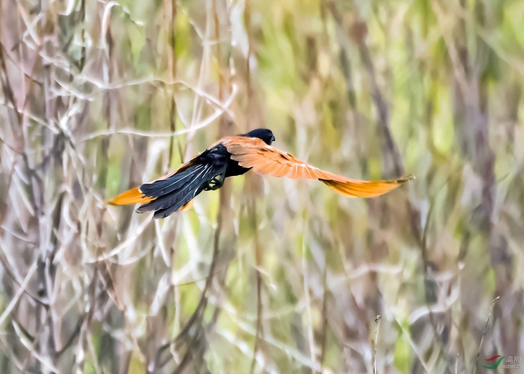DSC_0985.jpg