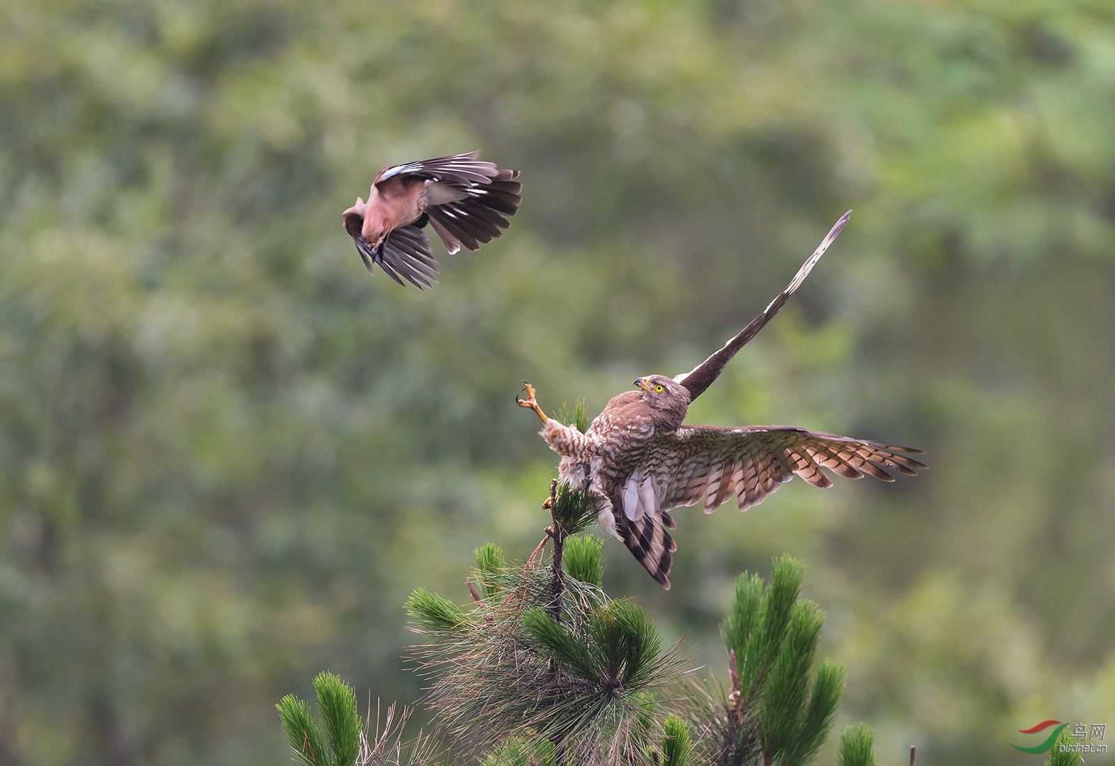 松鸦戏鵟鹰