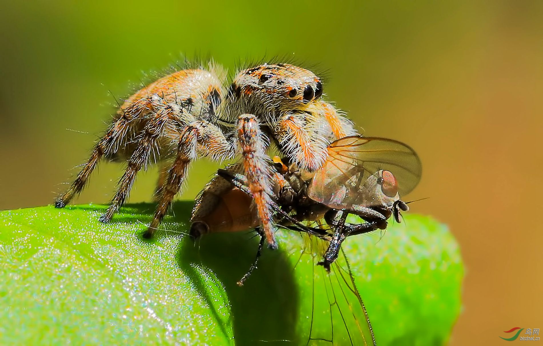 跳蛛食蝇
