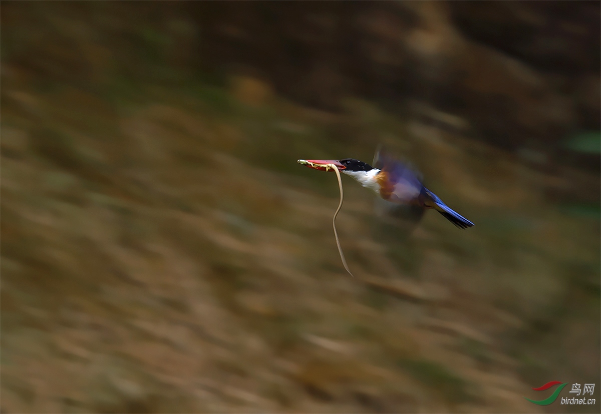 DSC_0966 ����-1.jpg