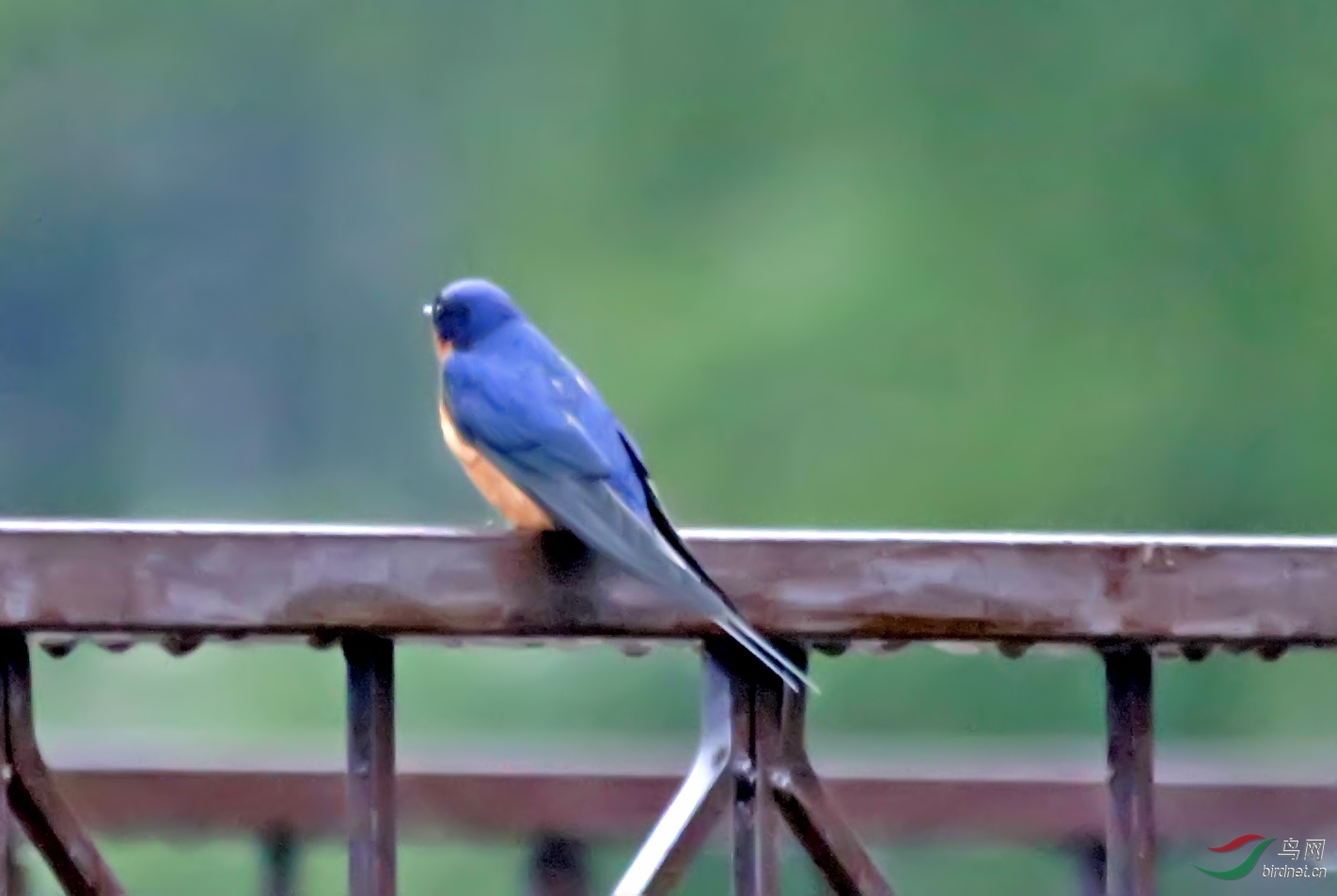 俄罗斯旅游拍到的鸟3-斑腰燕