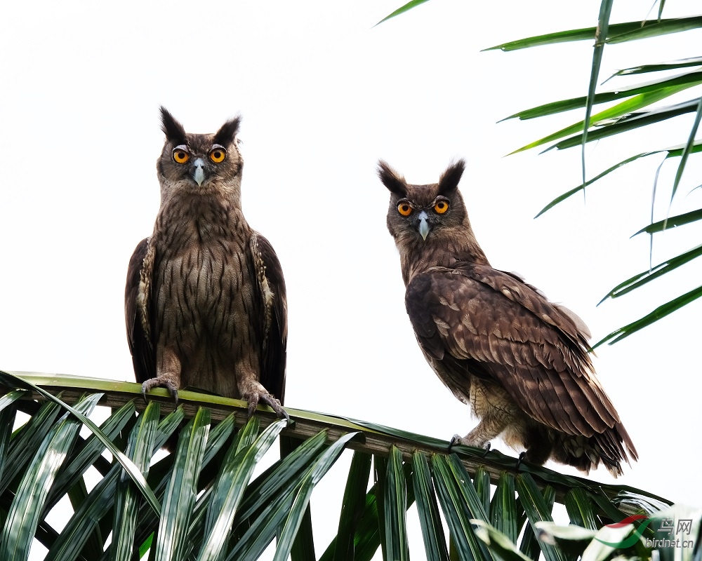 Dusky Eagle-Owl.jpg