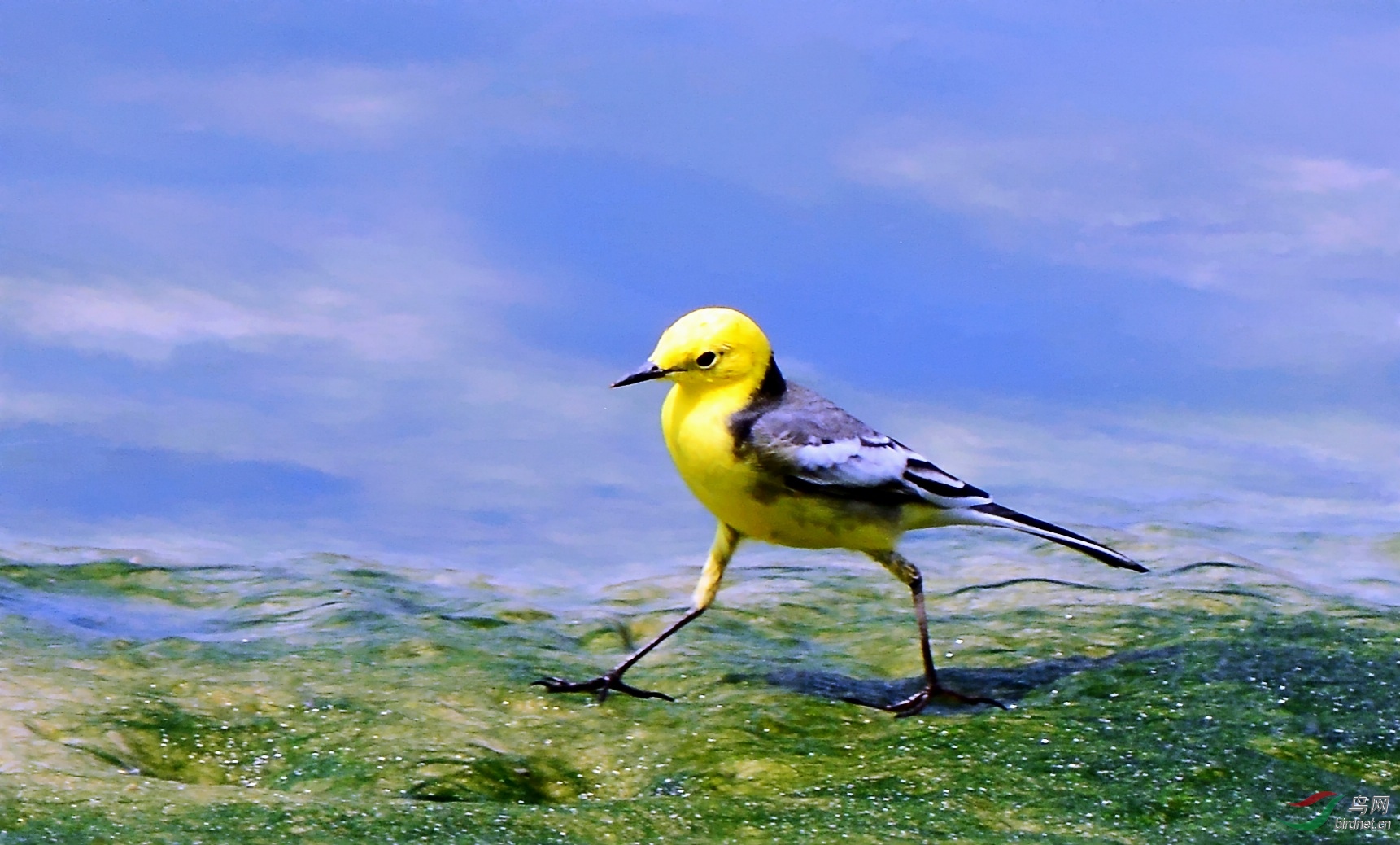 DSC_0979_conew1.jpg