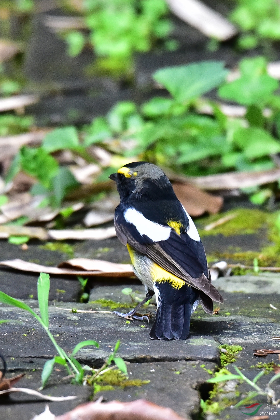 DSC_0433.JPG