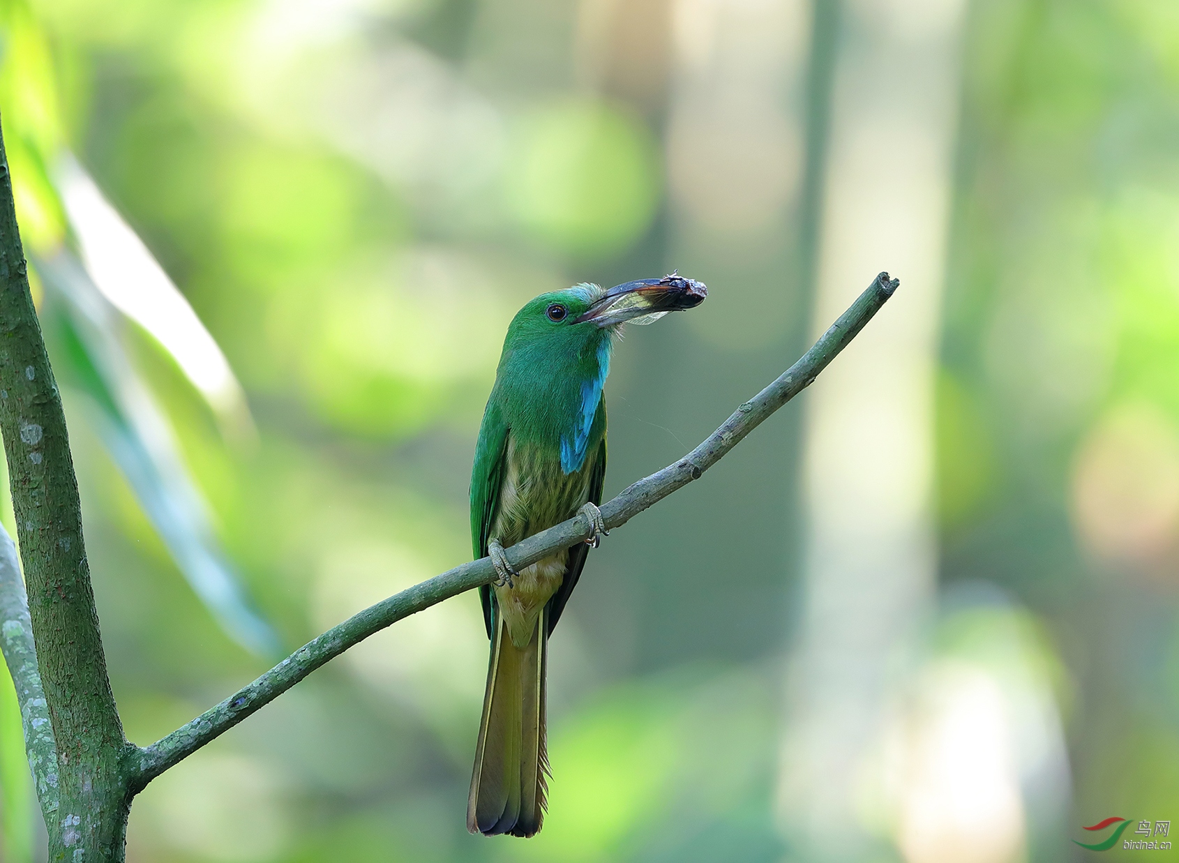 蓝须夜蜂虎(视频)