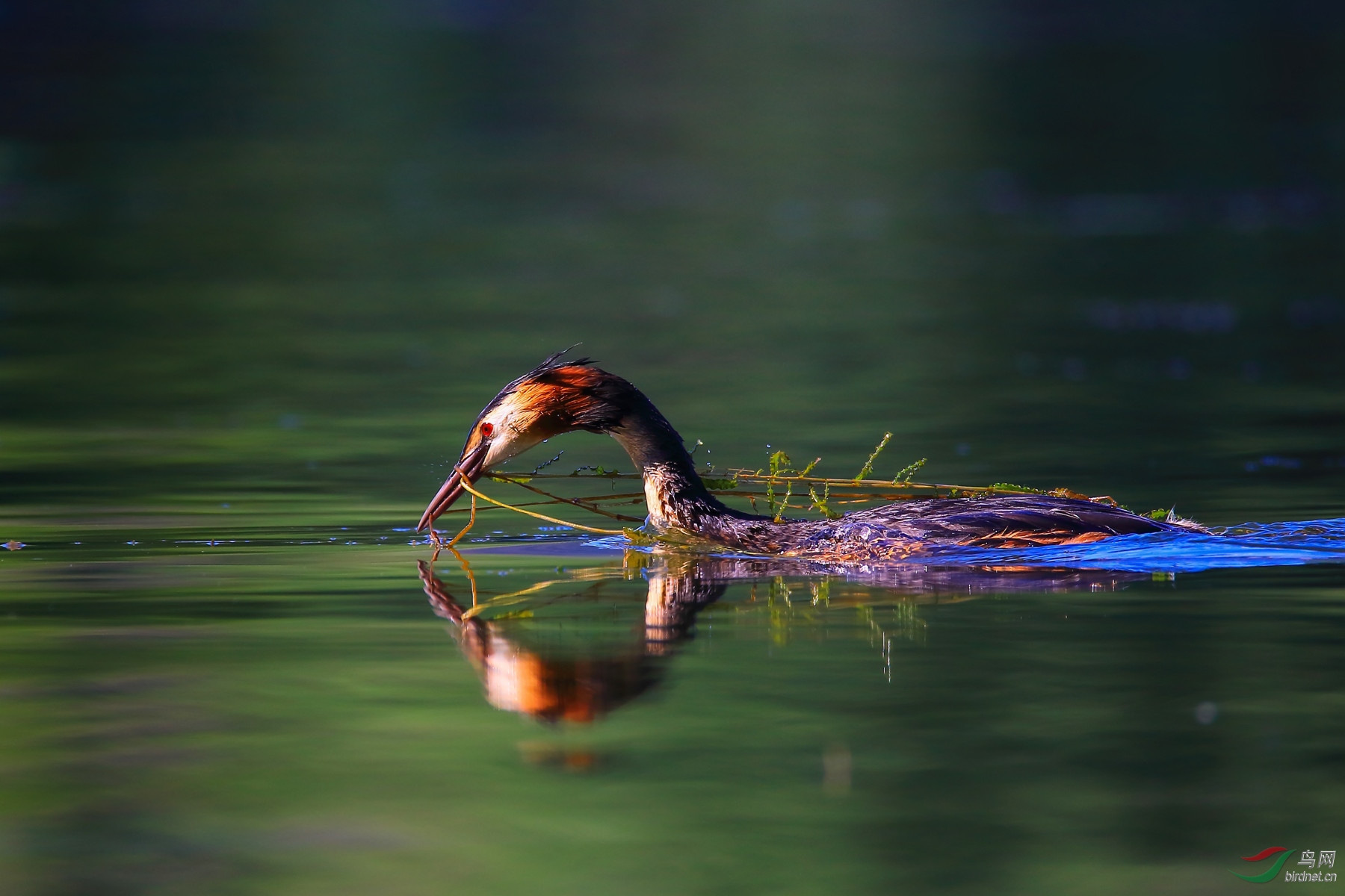 ��ͷ����