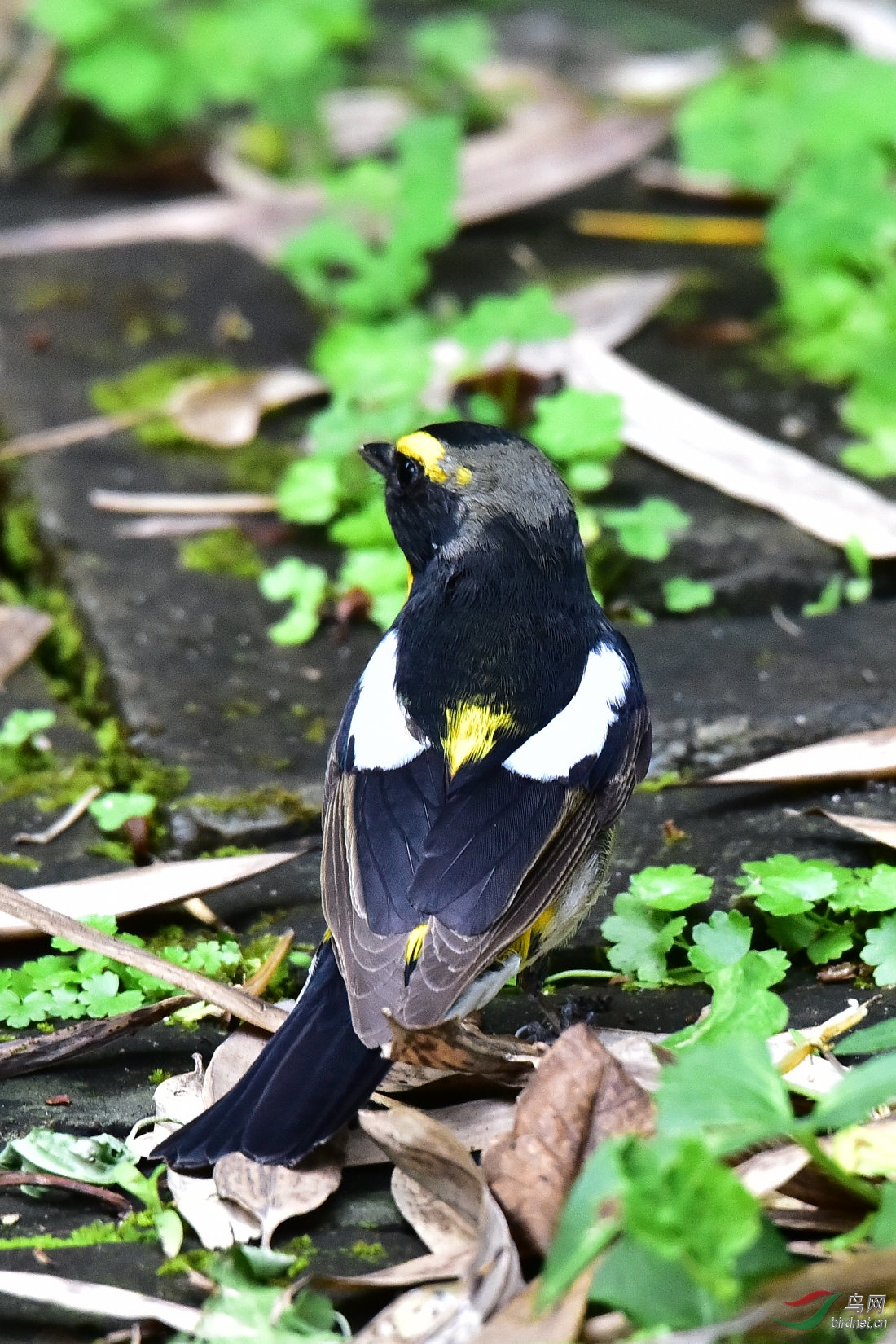 DSC_0435.JPG