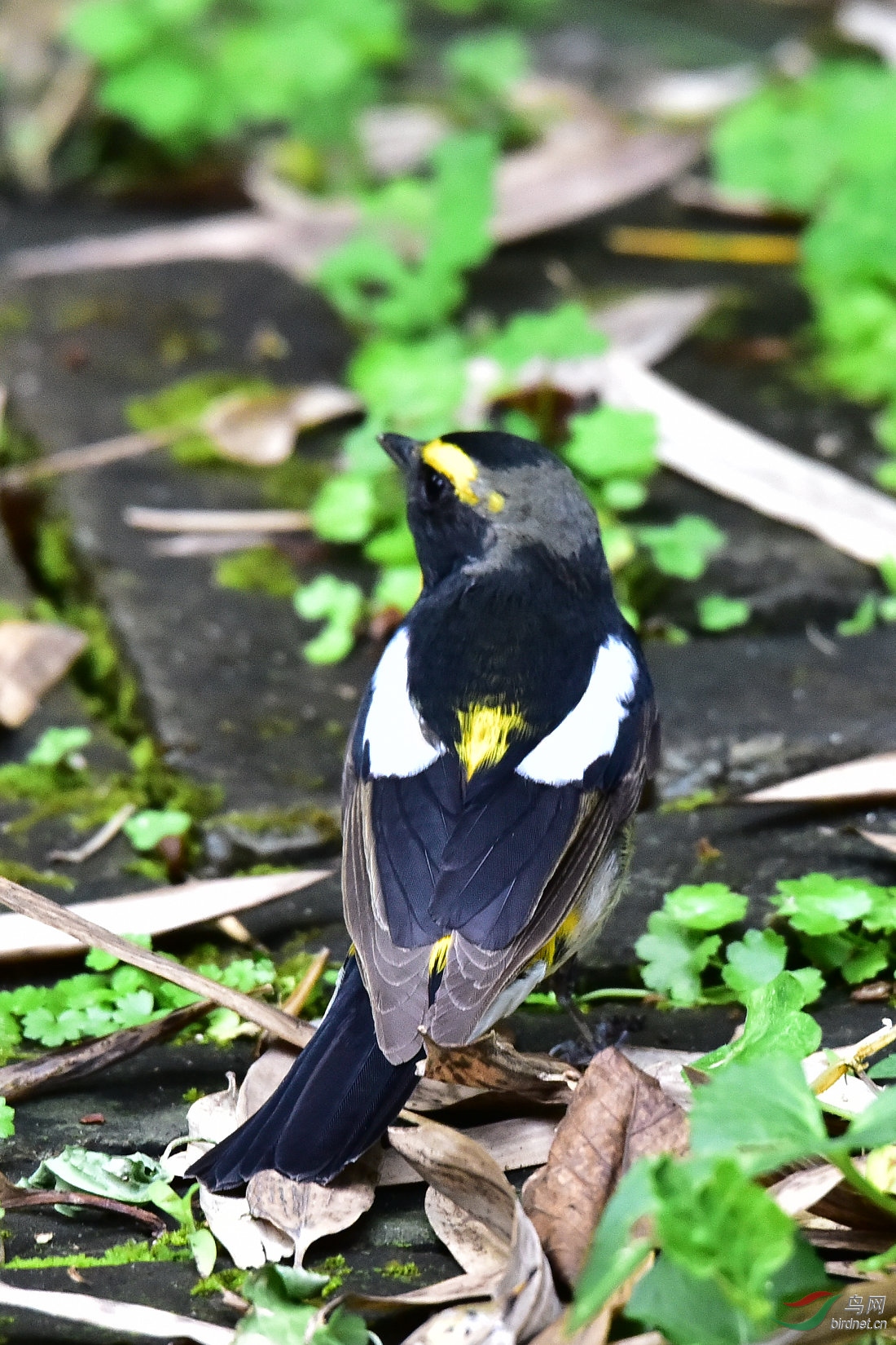 DSC_0437.JPG