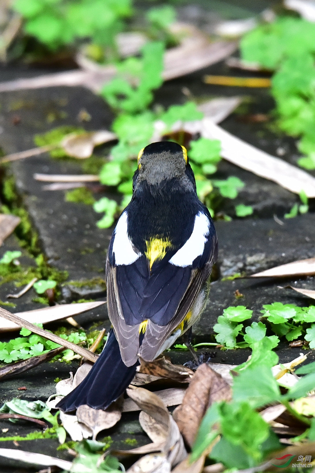 DSC_0438.JPG