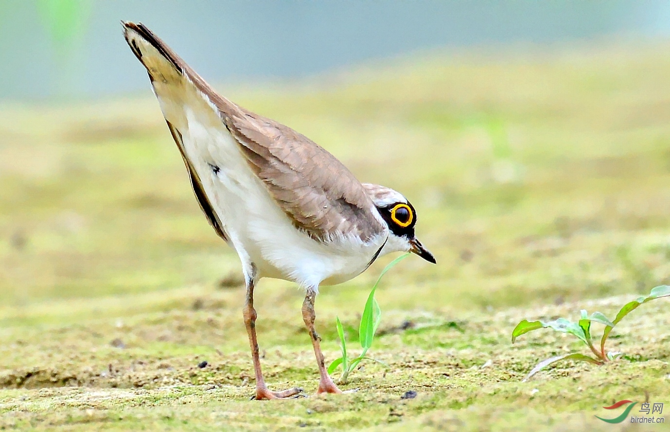 DSC_8537_conew2.jpg