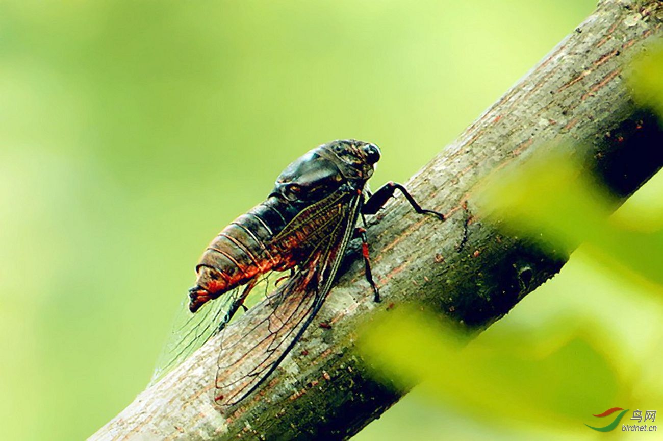 ��Ƭ 2447_����_conew1_����.jpg