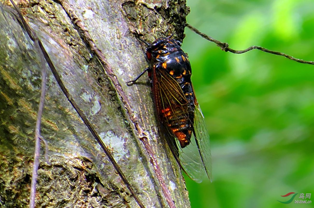 ��Ƭ 2427_����_conew1_����.jpg