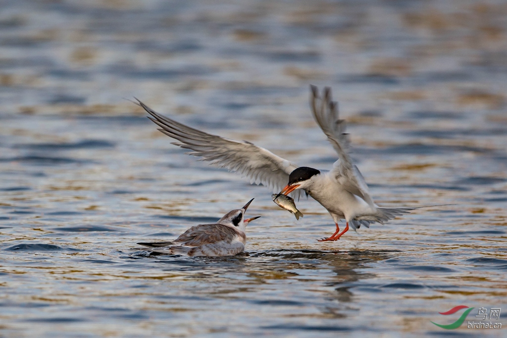 Forster tern.jpg