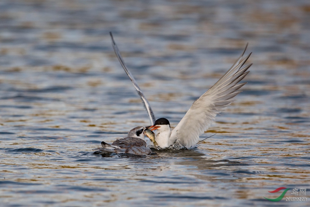 Forster tern1.jpg