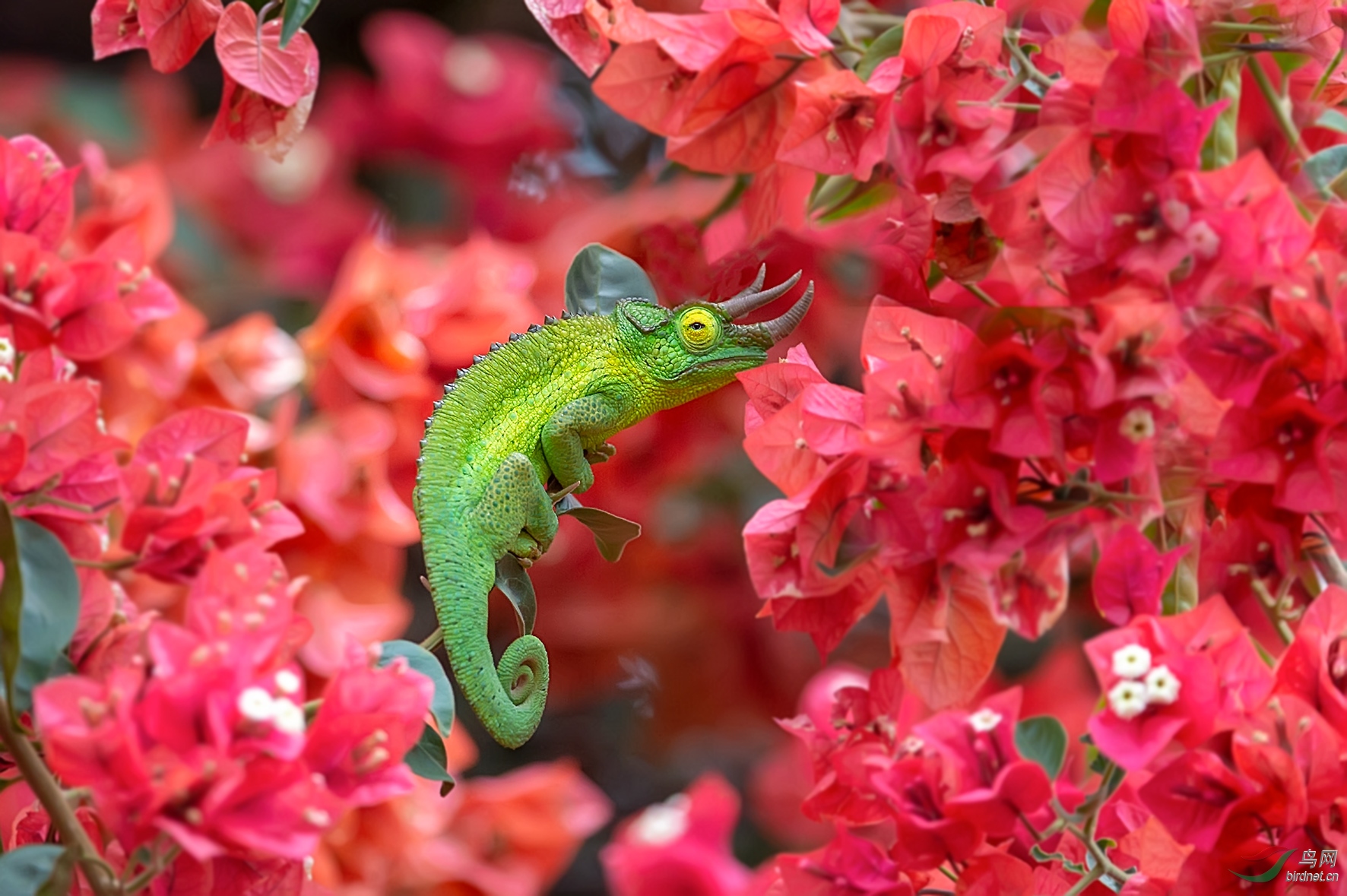 万花丛中一点绿三角避役祝贺获首页精华