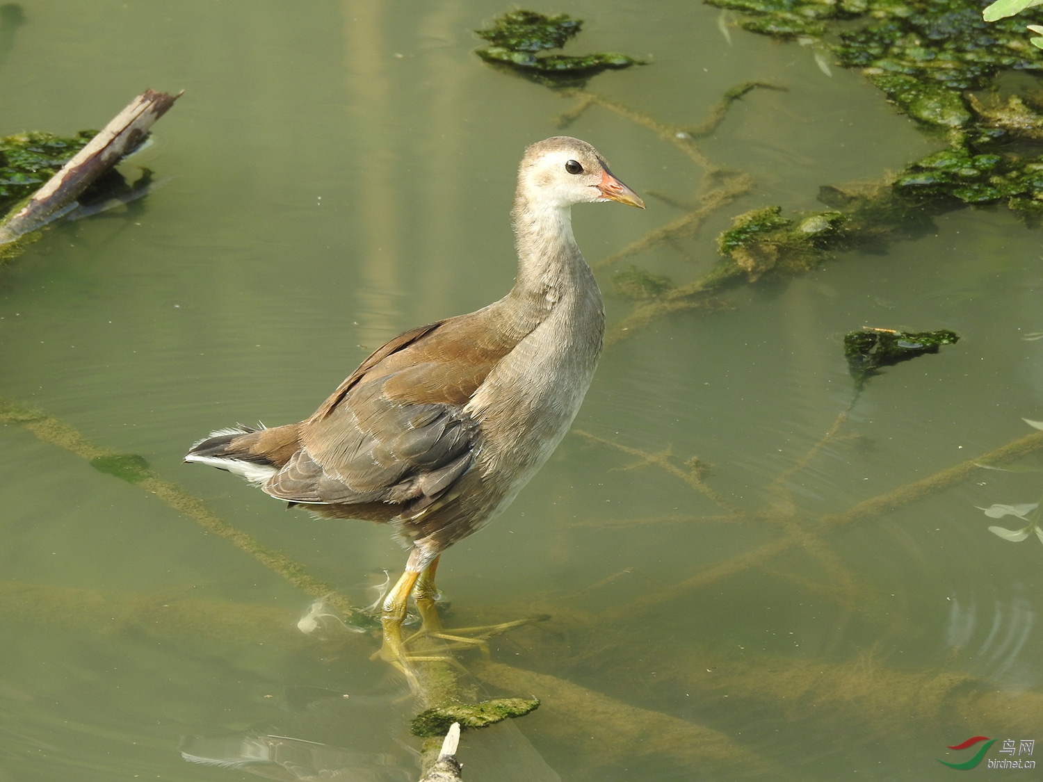 DSCN3294.jpg