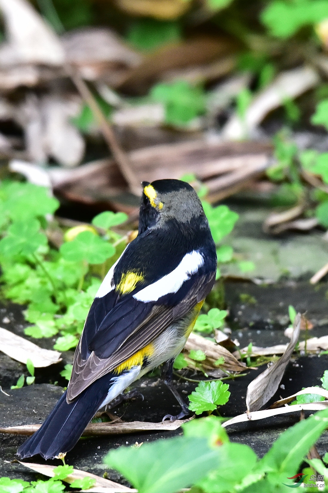 DSC_0442.JPG