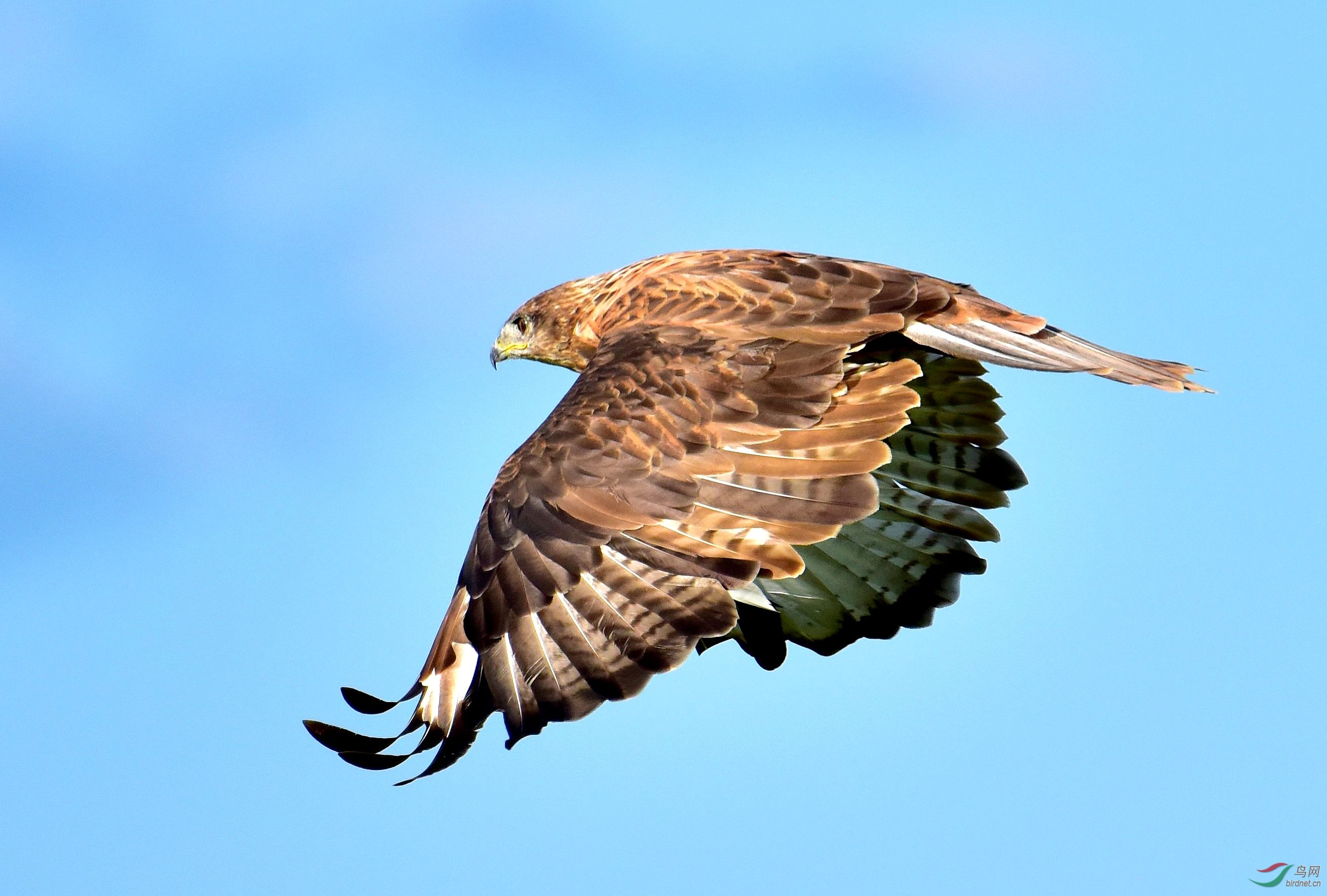 DSC_2647_conew11.jpg