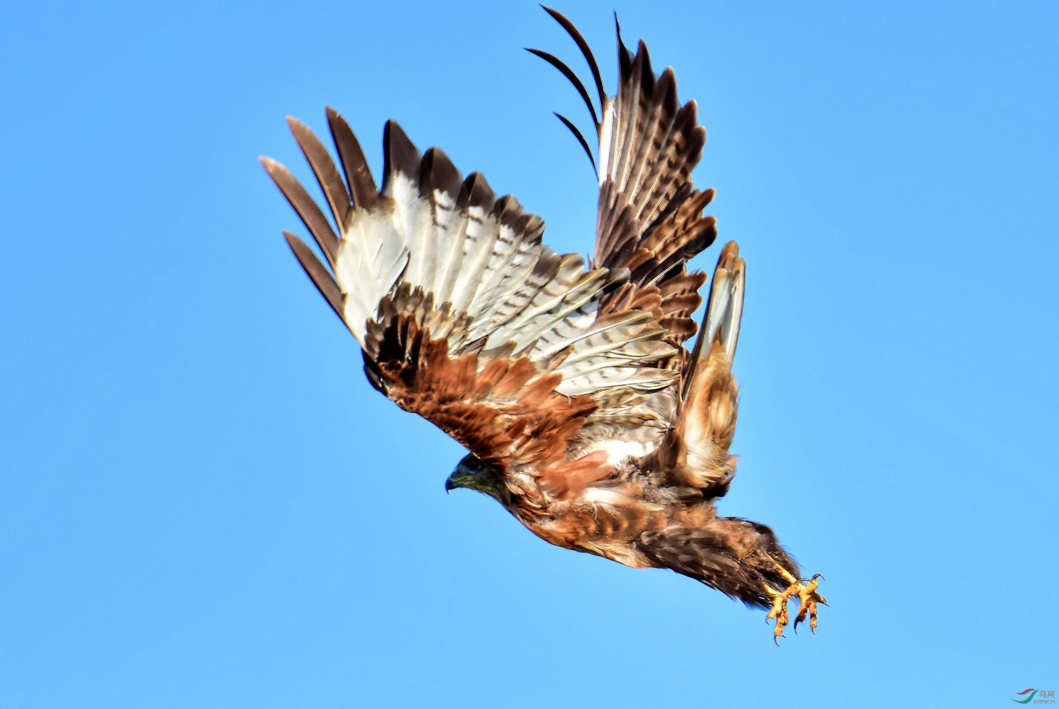 DSC_2639_conew4.jpg