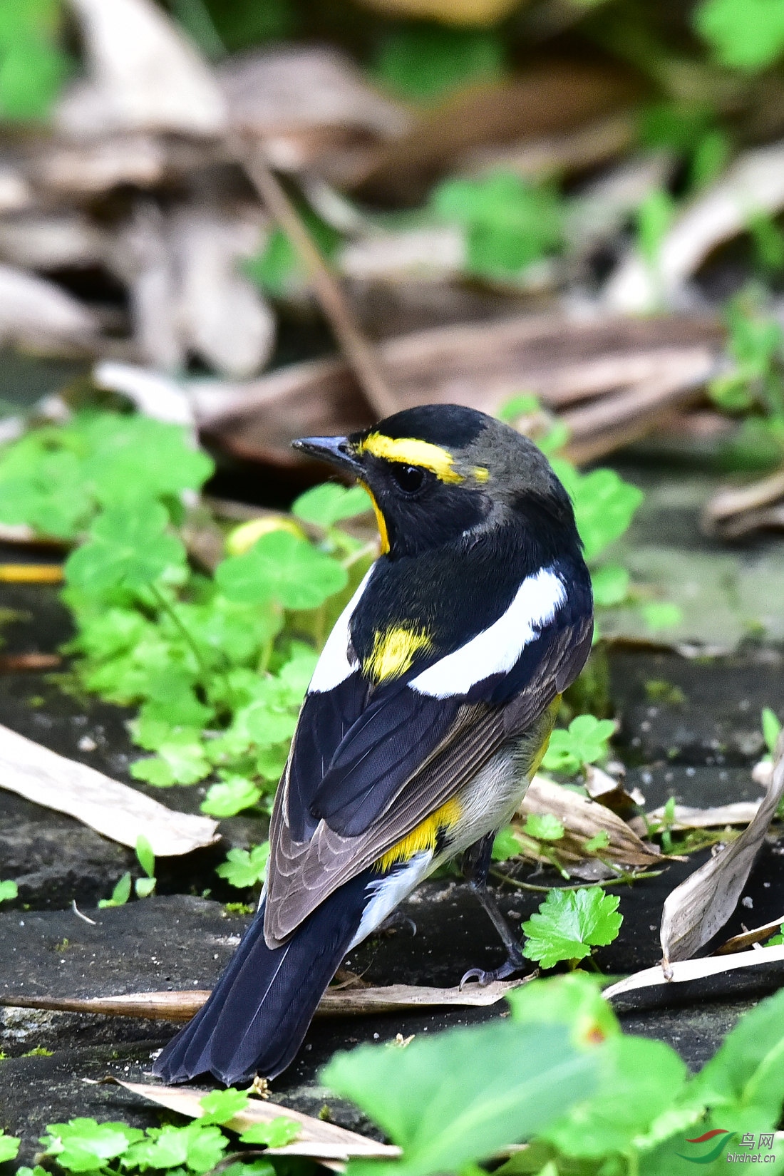 DSC_0443.JPG