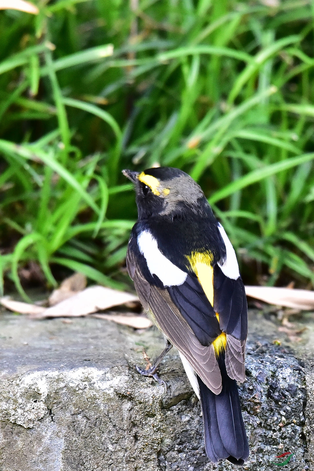 DSC_0446.JPG