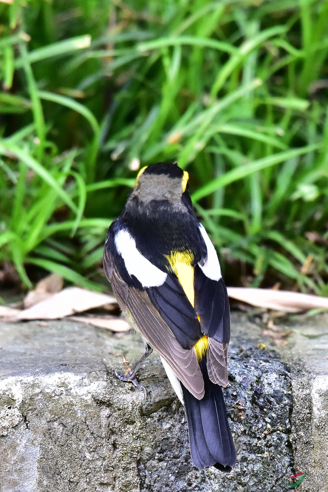 DSC_0447.JPG