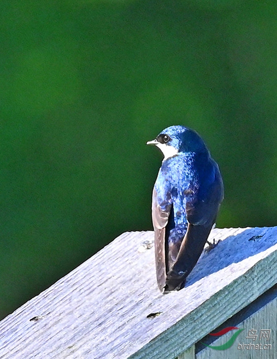 DSC_6530-_����.jpg