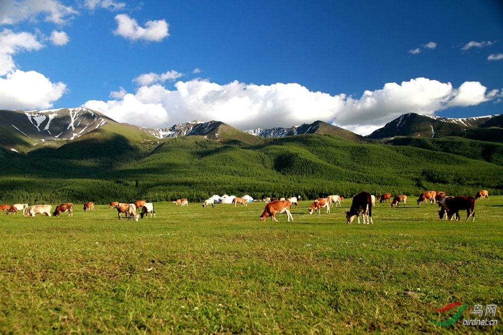 美丽的阿勒泰山