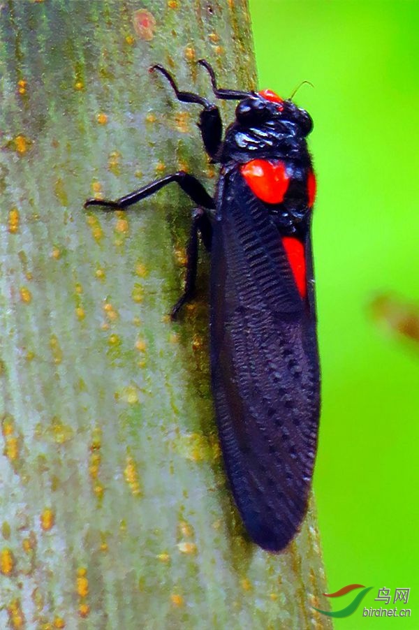 ��Ƭ 2408_����_conew1_����.jpg