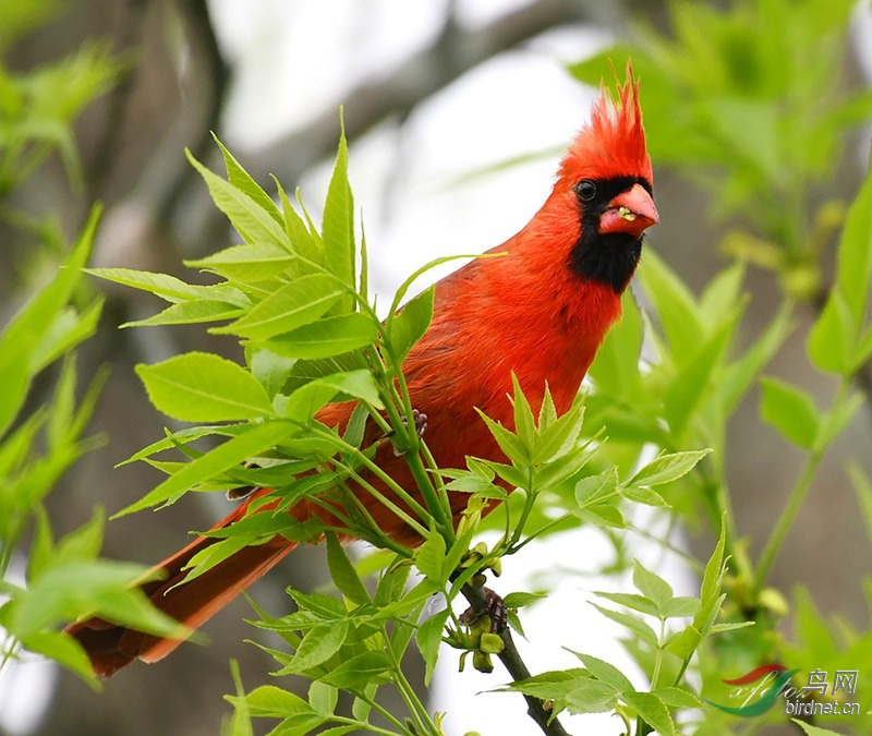 红配绿 - 北美红雀