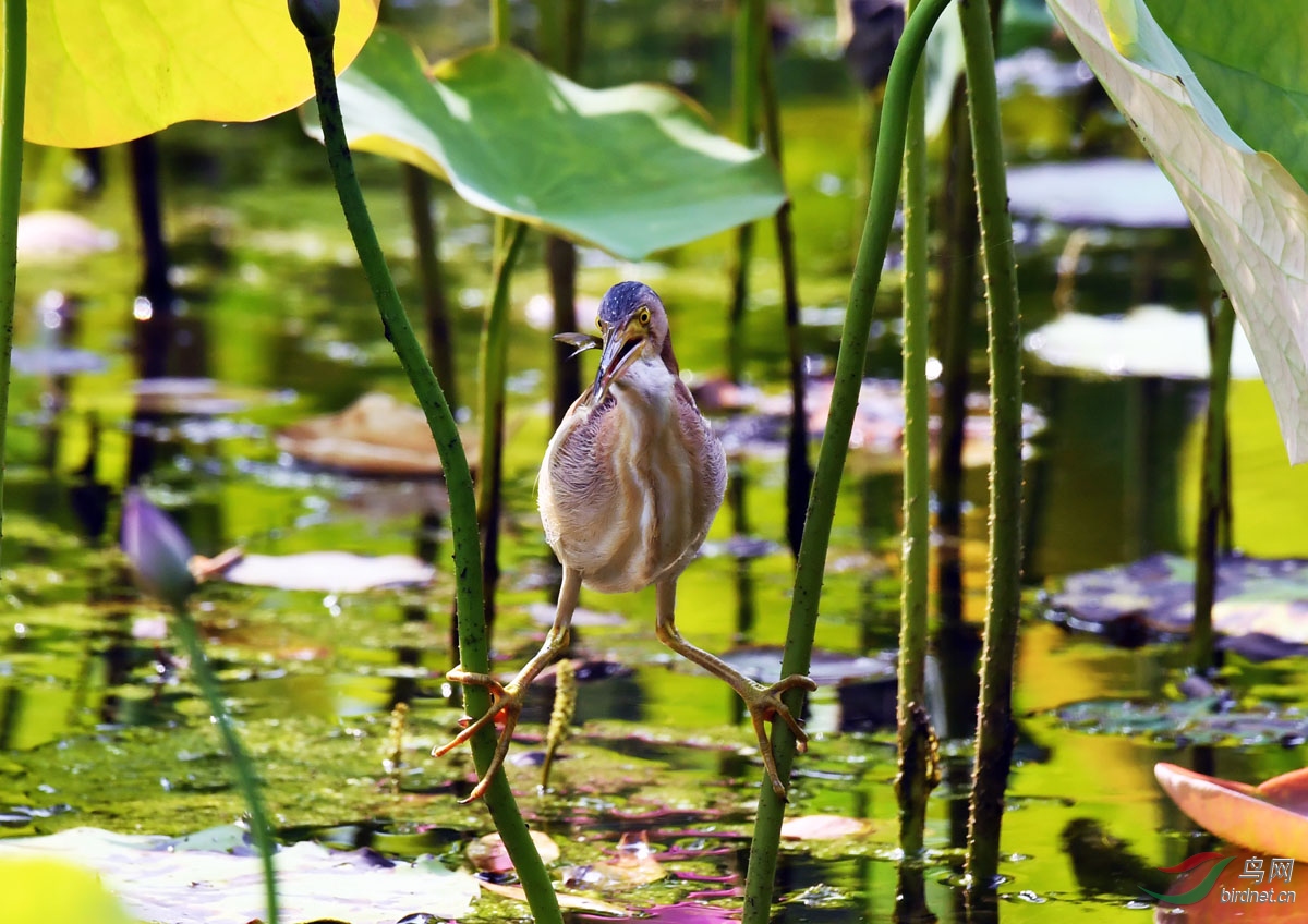 DSC_7106.jpg