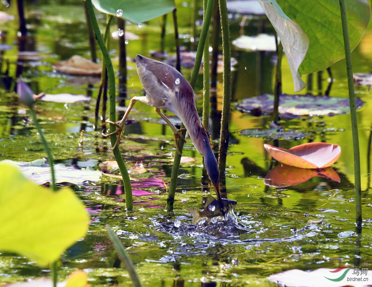 DSC_7069.jpg
