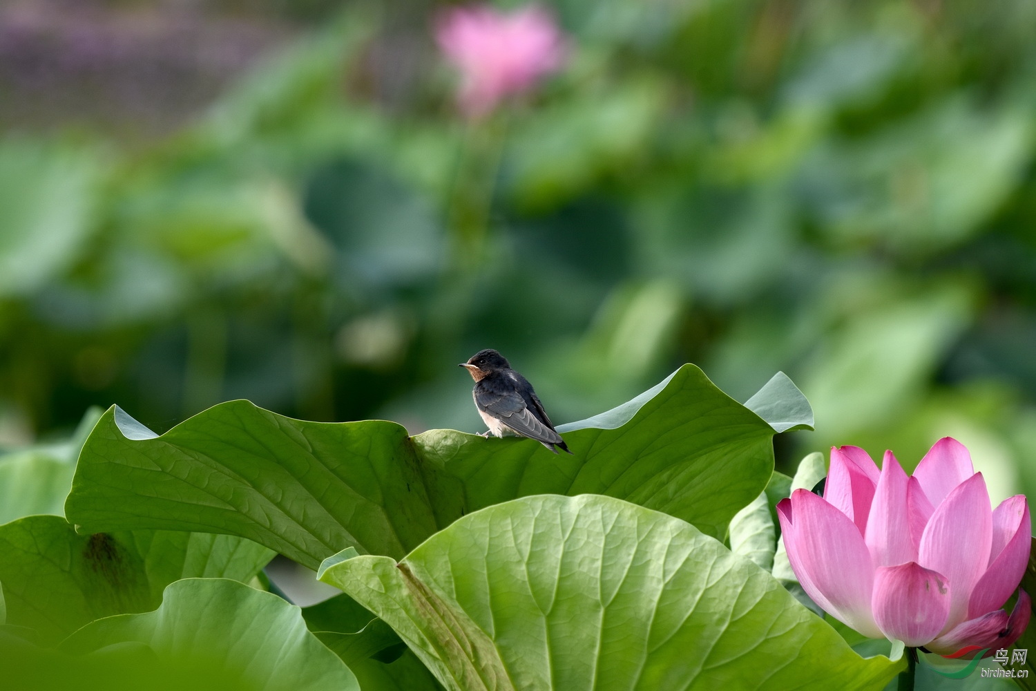 DSC_7637.JPG