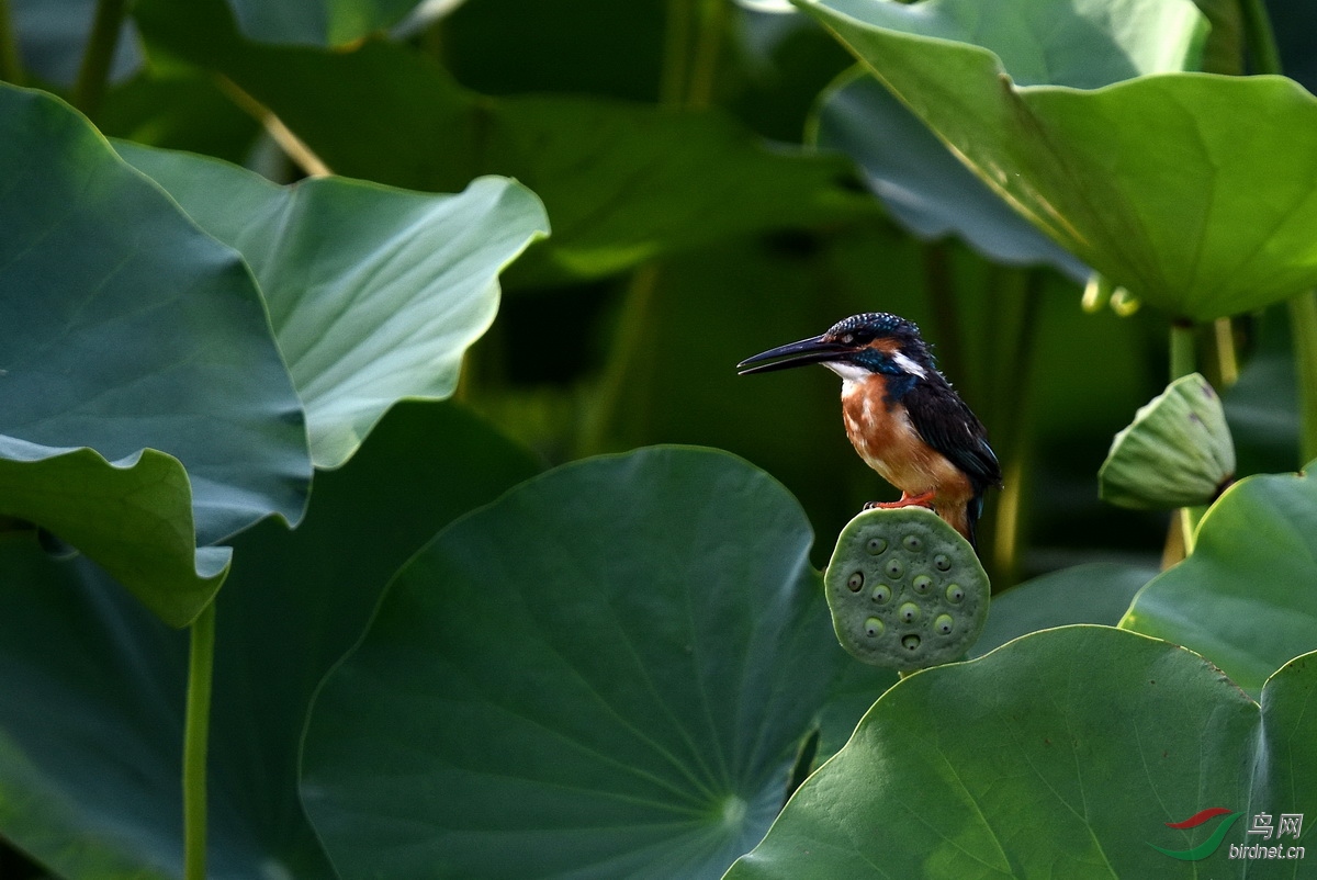 DSC_7344.JPG