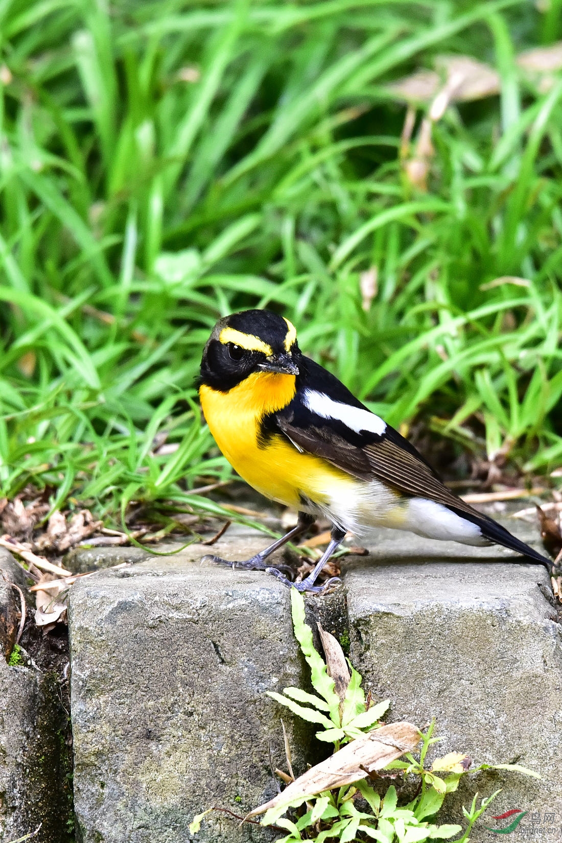 DSC_0455.JPG