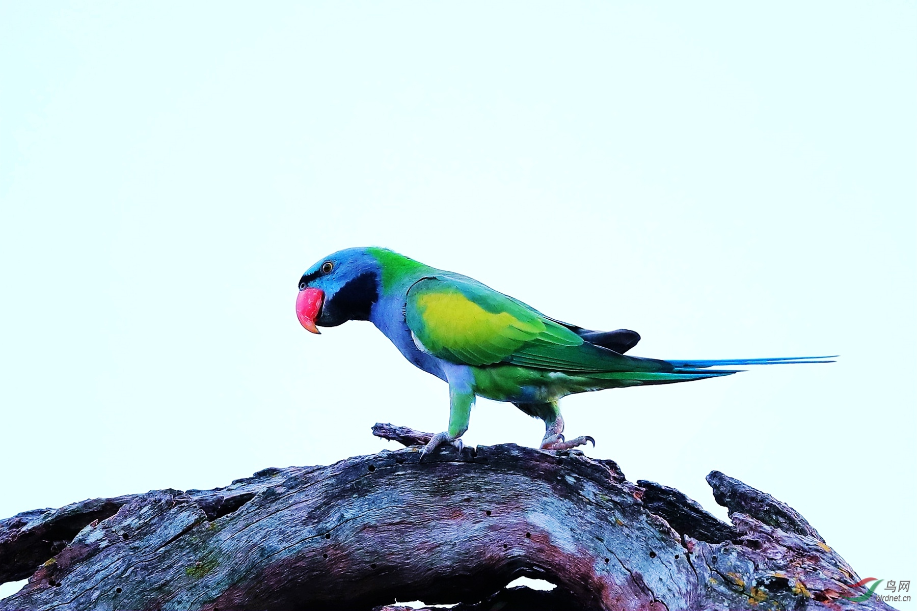 大紫胸鹦鹉